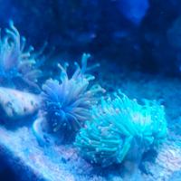 Coralli acquario marino molli e lps