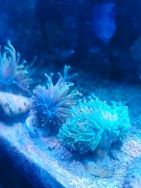 Coralli acquario marino molli e lps