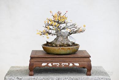 Bonsai Kaede Shohin