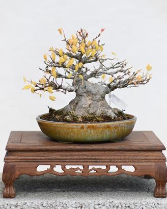 Bonsai Kaede Shohin