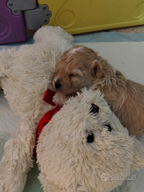 Cuccioli di maltipoo