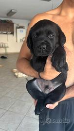 Cucciolo di labrador retriever