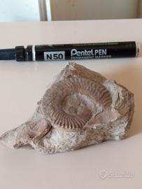 ammonite fossile conchiglia