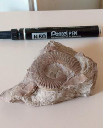ammonite fossile conchiglia