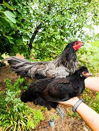  Gallo e gallina Olive Eggers (uova verdi)