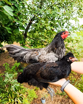  Gallo e gallina Olive Eggers (uova verdi)