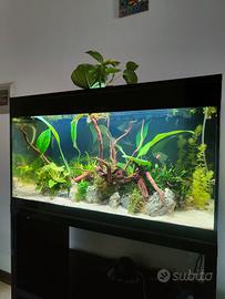 piante acquario 