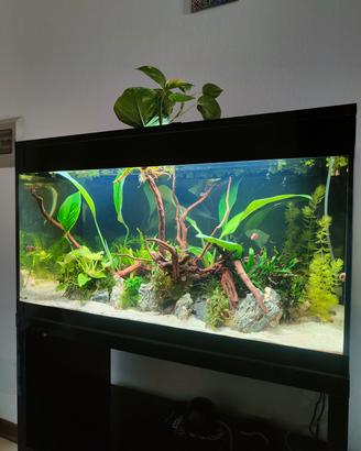 piante acquario 