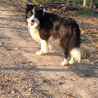 Border collie per monte