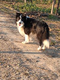 Border collie per monte