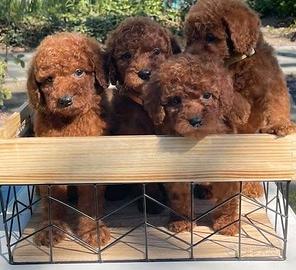 BARBONCINO TOY - BARBONCINI TOY pagm soft