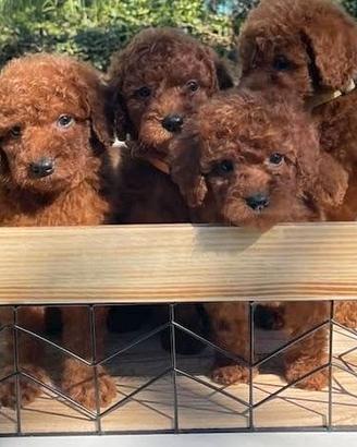 BARBONCINO TOY - BARBONCINI TOY pagm soft