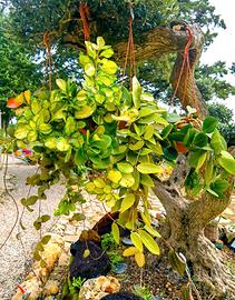 Piante tropicali "Box di 4 piante di Hoya miste"