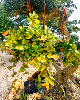 Piante tropicali "Box di 4 piante di Hoya miste"