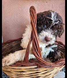 Cuccioli lagotto romagnolo da tartufo