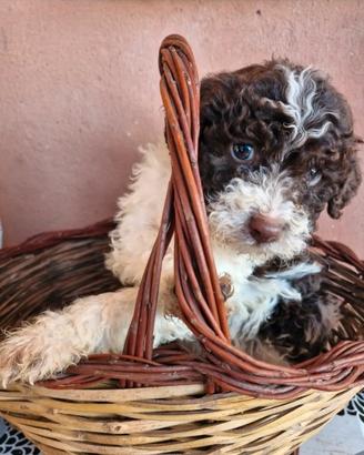 Cuccioli lagotto romagnolo da tartufo