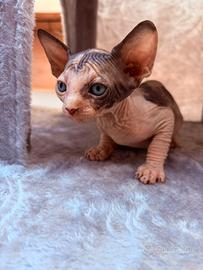 Canadian Sphynx femmina