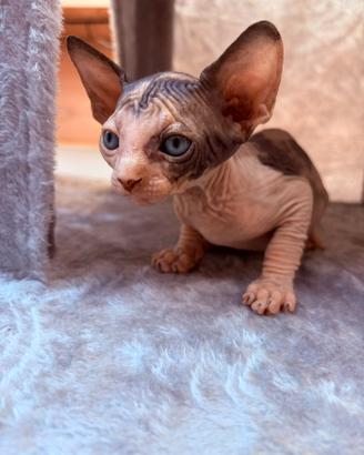 Canadian Sphynx femmina