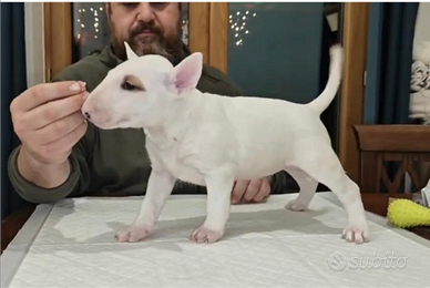 Cuccioli bull terrier