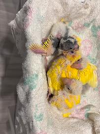 Kakariki da allevare a mano