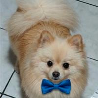 Spitz di pomerania nani tedeschi