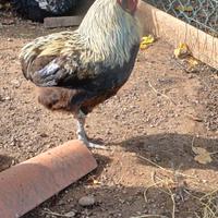 Gallo giovane razza mista