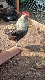 Gallo giovane razza mista