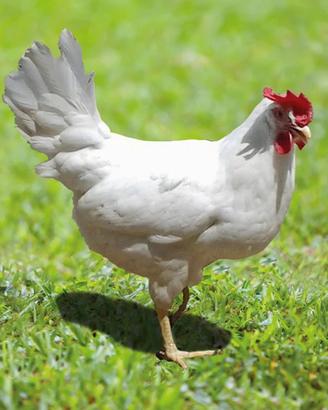 Galline ovaiole
