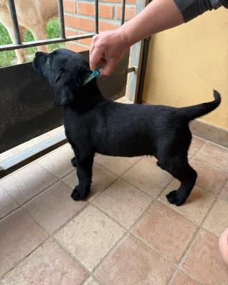 Labrador cuccioli