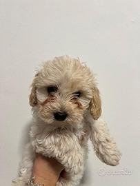Cucciolo Maltipoo