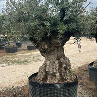 Olivo Secolare
