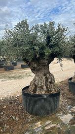 Olivo Secolare