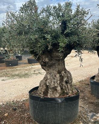 Olivo Secolare