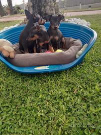 Cuccioli di pincher