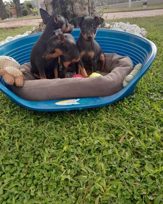 Cuccioli di pincher