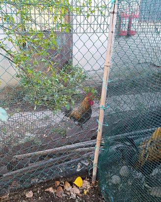 Galli 