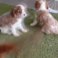 Cucciolo di cavalier king