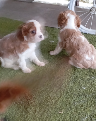 Cucciolo di cavalier king