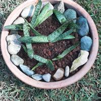 Pianta di Aloe suprafoliata in vaso