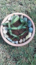 Pianta di Aloe suprafoliata in vaso