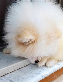 Spitz di pomerania nano tedesco