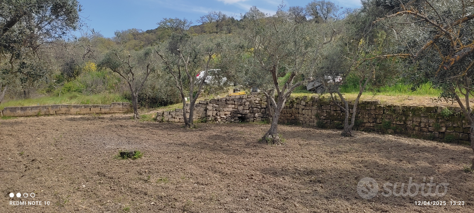 Oliveto e frutteto - Vista 3