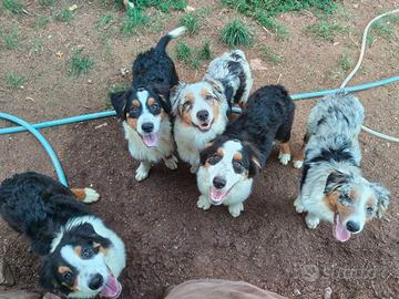Cuccioli pastore australiano - australian shepperd