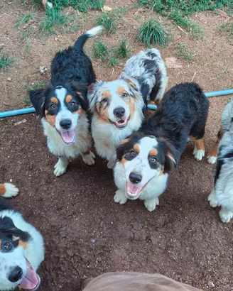 Cuccioli pastore australiano - australian shepperd