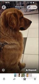 Golden retriver