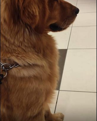 Golden retriver