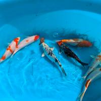 Carpa Koi laghetto