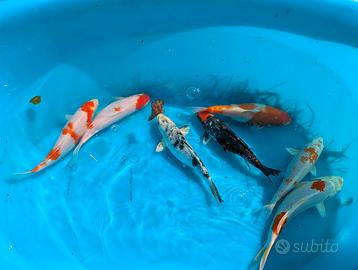 Carpa Koi laghetto