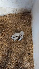 Jack Russell Terrier