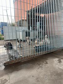Cuccioli Setter Inglese